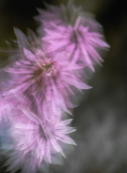 flowers part 408 by Tania Perneel