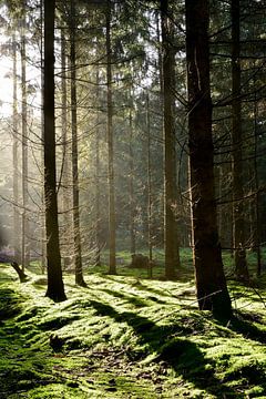 bos van Günter Albers