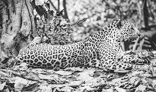 Camouflage “Black en White”