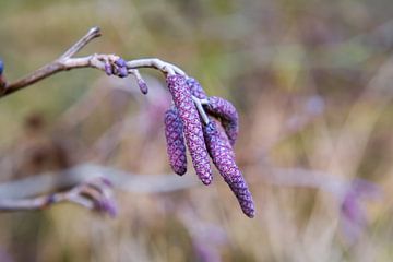 Purple plumes on a branch by Consala van  der Griend