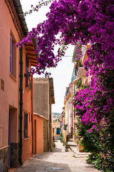 Paarse Bouganville in smal Frans straatje in Collioure