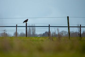 Le faucon qui surveille les champs. sur Swen van de Vlierd