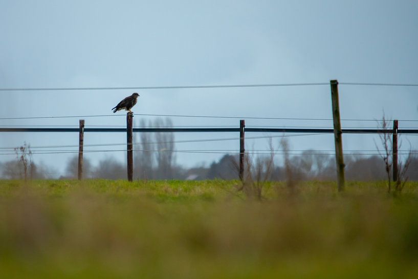 The falcon watching over the fields. by Swen van de Vlierd