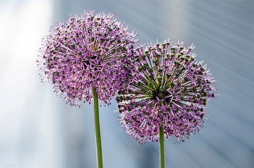 Rotterdam ornamental onions