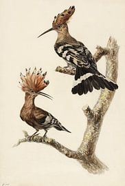 Deux sautillons, Stephanus Hendrik Willem van Trigt sur Teylers Museum