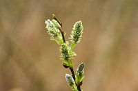 Saule des chats au début du printemps