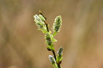 Cat willow in early spring