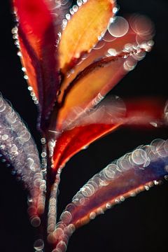 Plant met veel bokeh, abstract van Yanuschka