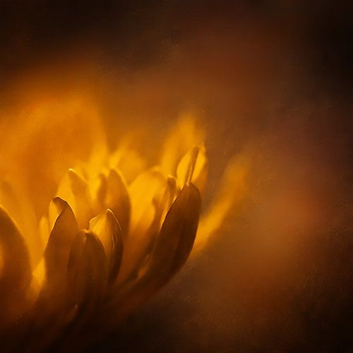 Gouden herinnering van Muriël Mulder Fotografie