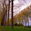Vier rijen bomen langs de sloot in Sint-Laureins (België) van FotoGraaG Hanneke