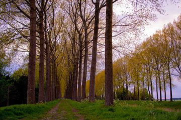 Vier Reihen von Bäumen entlang des Grabens in Sint-Laureins (Belgien)