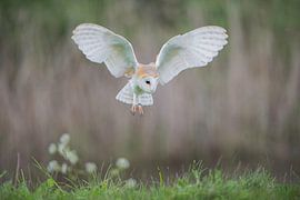Barn owl in flight.