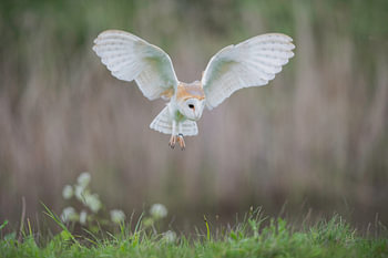 Schleiereule im Flug.