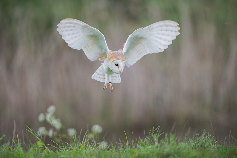 chouettes effraies en vol