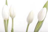 witte tulpen  van Willy Sybesma thumbnail