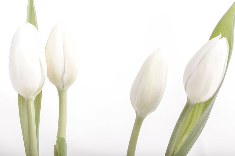 witte tulpen  van Willy Sybesma