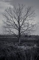 Ermelosche Heide