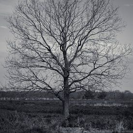 Ermelosche Heide von Rianne Hazeleger