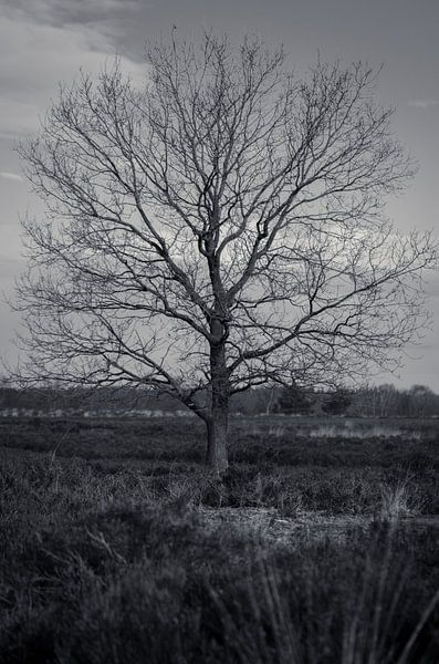 Ermelosche Heide von Rianne Hazeleger