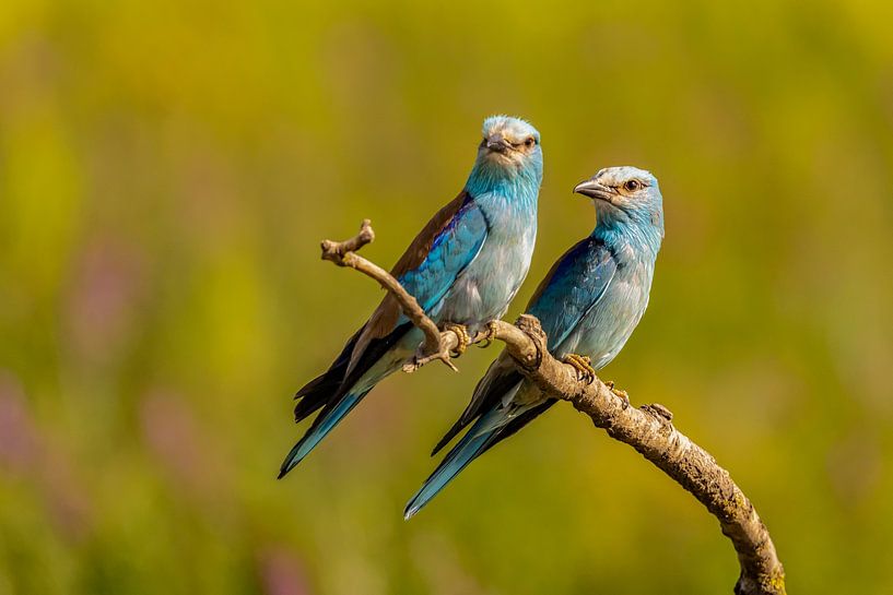 The Roller, Coracias garrulus by Gert Hilbink