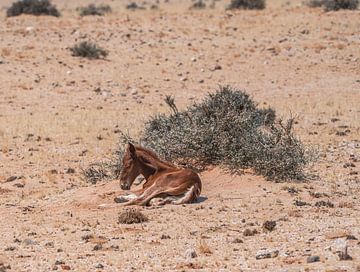Poulain de cheval sauvage à Garub en Namibie, Afrique sur Patrick Groß