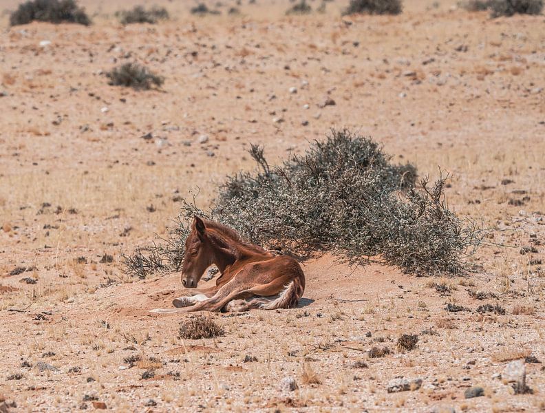 Wild horse foal in Garub in Namibia, Africa by Patrick Groß