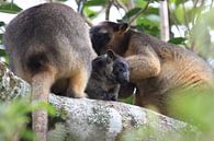 A Lumholtz's tree-kangaroo (Dendrolagus lumholtzi) cub with mother in a tree Queensland, Australia by Frank Fichtmüller thumbnail