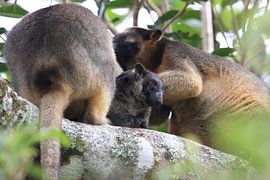 Een Lumholtz' boomkangoeroe (Dendrolagus lumholtzi) jong met moeder in een boom Queensland, Australi