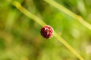 Blumenknospe im Herbst