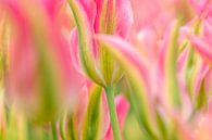 Tulip pink-green by Marco Liberto thumbnail