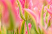 Tulip pink-green
