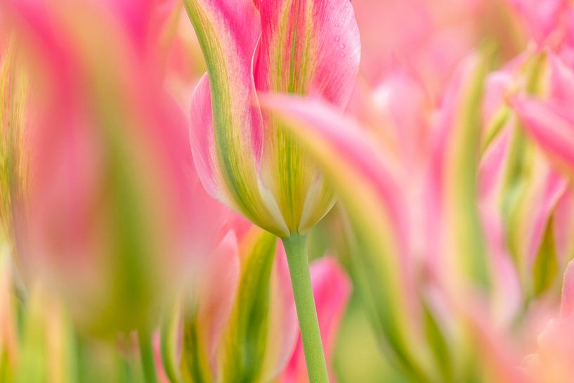 Tulip pink-green by Marco Liberto