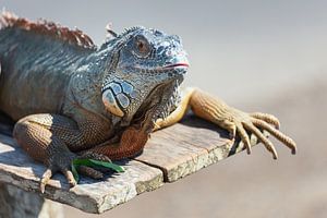 Dragon à Bali