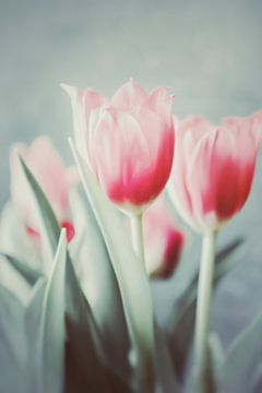 Tulpen pasteltint van Consala van  der Griend