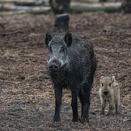 Vier zwijnen ogen kijken je aan - Sus scrofa
