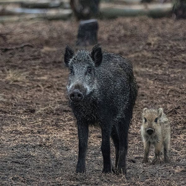 Quatre yeux de porc vous regardent - Sus scrofa par whmpictures .com