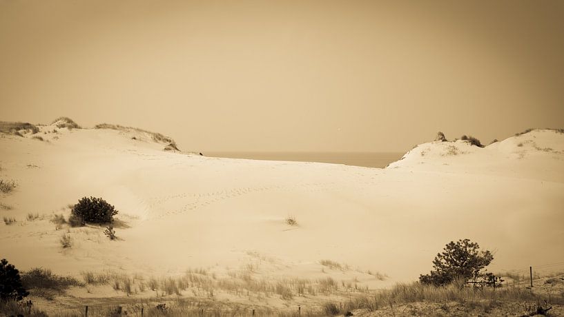 Calm Dunes by Tim van den Berg