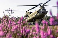 CH-47F helikopter in paarse heide