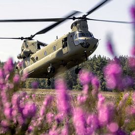 CH-47F Hubschrauber in lila Heide von Aron van Oort