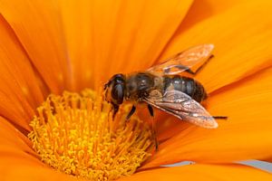 hoverfly in a flower