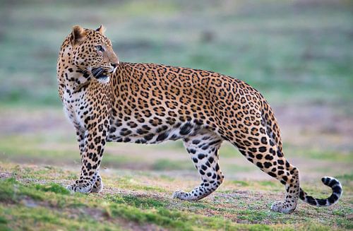 Pure beauty and strength