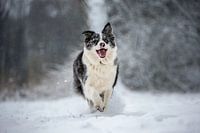 Australischer Schäferhund im Schnee