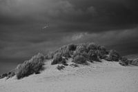 Zwart-wit serie | Meeuw in de storm Brouwersdam Zeeland | fine-art print