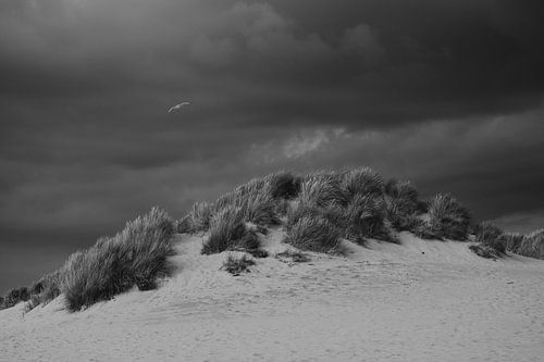 Zwart-wit serie | Meeuw in de storm Brouwersdam Zeeland | fine-art print