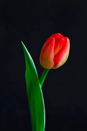 Elegant tulip