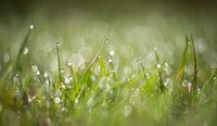 Tau auf dem Gras