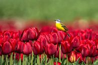 Schafstelze im Tulpenfeld von Christien van der Veen Fotografie Miniaturansicht