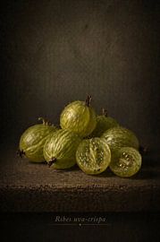 Gooseberry — still life in classical light by Bert Quaedvlieg
