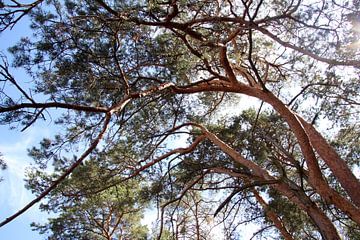 Pinienwald im Gegenlicht in der Rhön im Sommer
