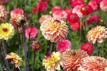 In het Dahliaveld